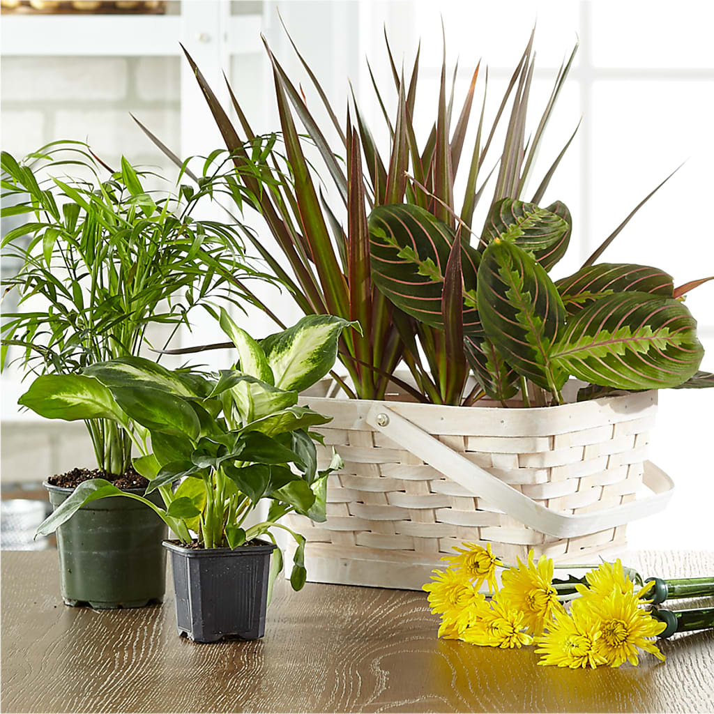 Florist Designed Blooming and Green Plants in a Basket – Village Florist, Richmond KY
