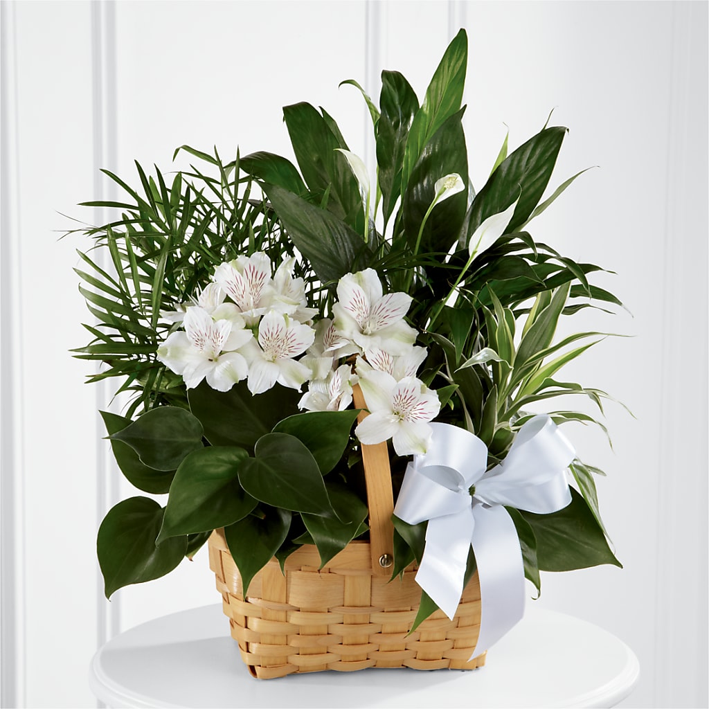 Peace & Serenity Dishgarden – Village Florist, Richmond KY