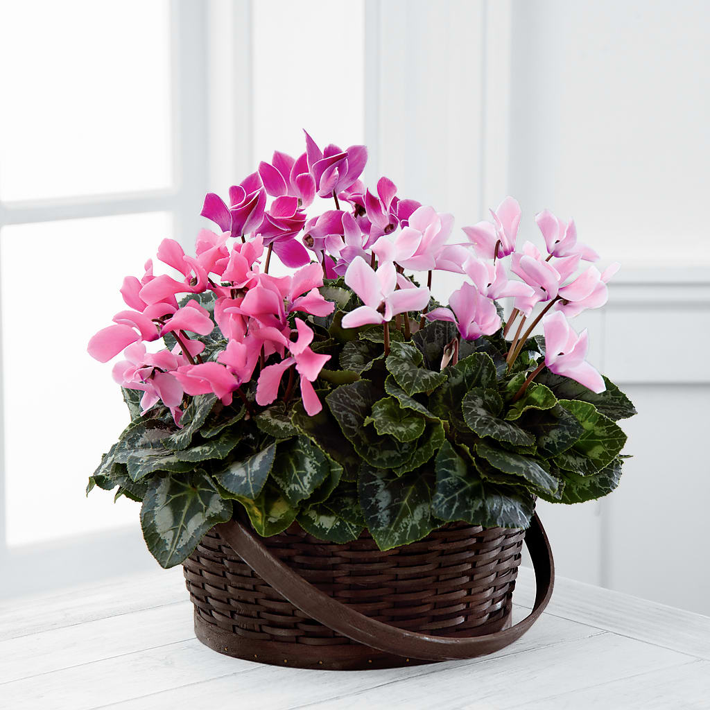 Mixed Cyclamen Planter – Village Florist, Richmond KY