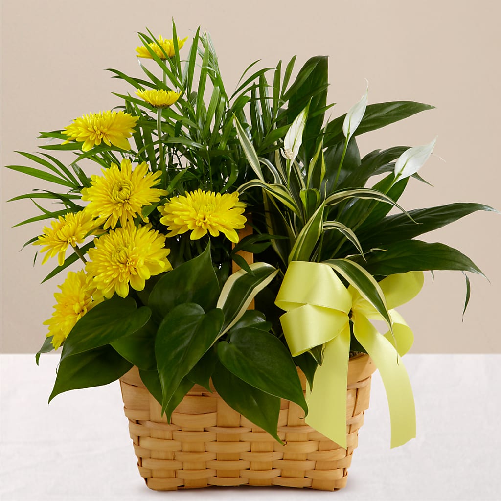 Loving Light Dishgarden – Village Florist, Richmond KY