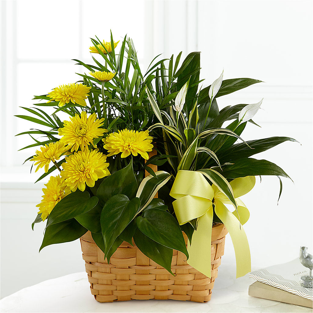Loving Light Dishgarden – Village Florist, Richmond KY