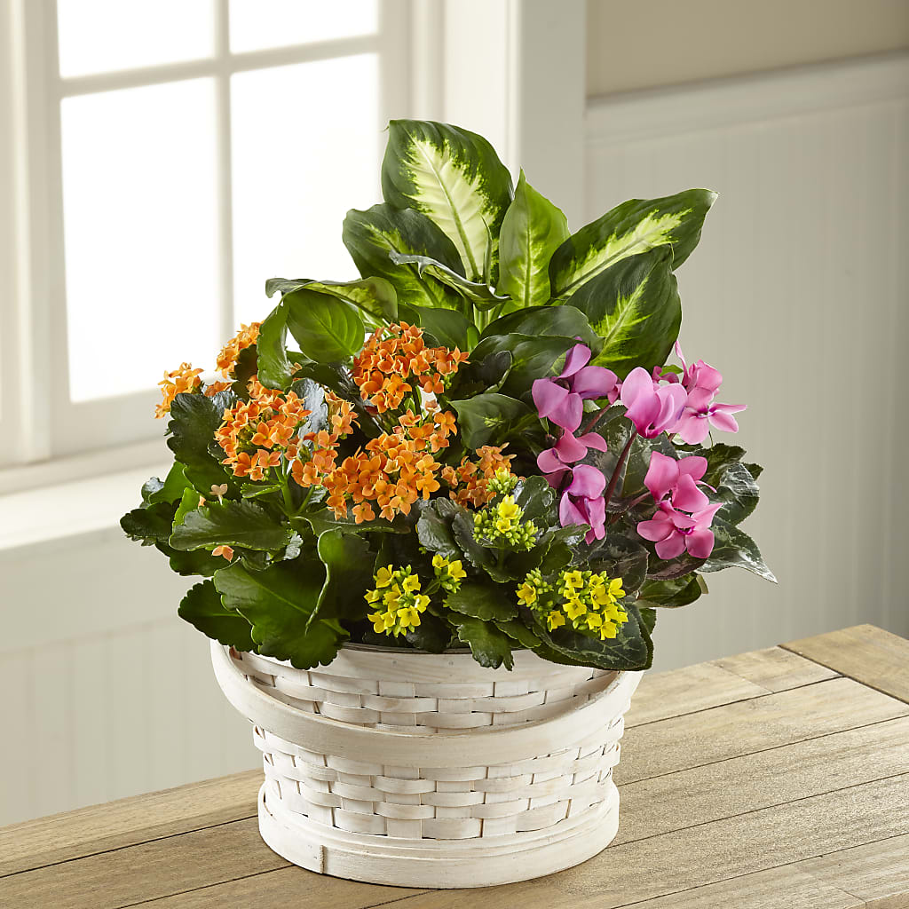 Color Crush Dishgarden – Village Florist, Richmond KY