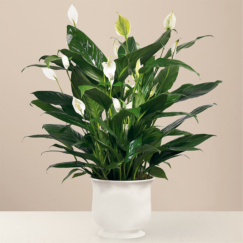 Comfort Planter – Village Florist, Richmond KY