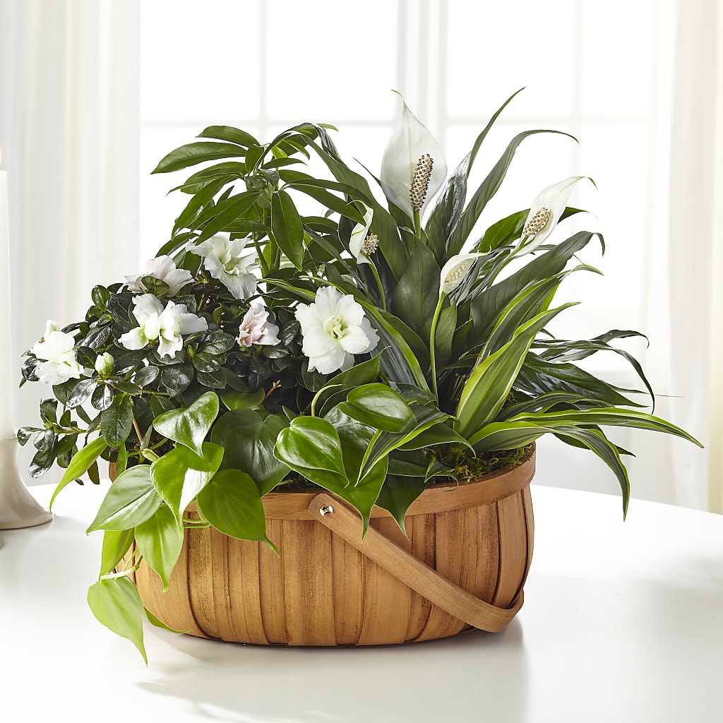 Serene Dishgarden – Village Florist, Richmond KY