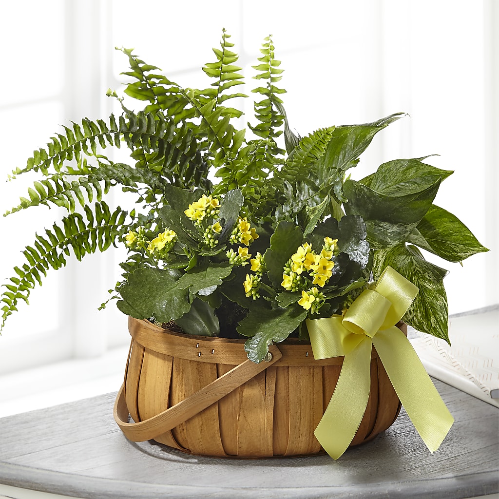 Always Dear Dishgarden – Village Florist, Richmond KY