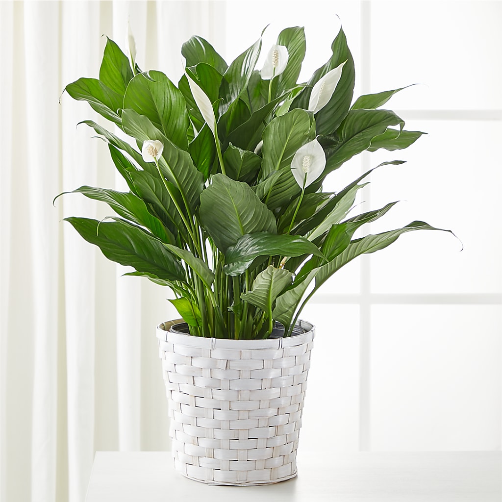 A New Leaf Peace Lily – Village Florist, Richmond KY