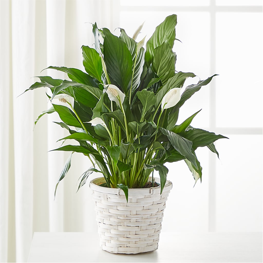 A New Leaf Peace Lily – Village Florist, Richmond KY