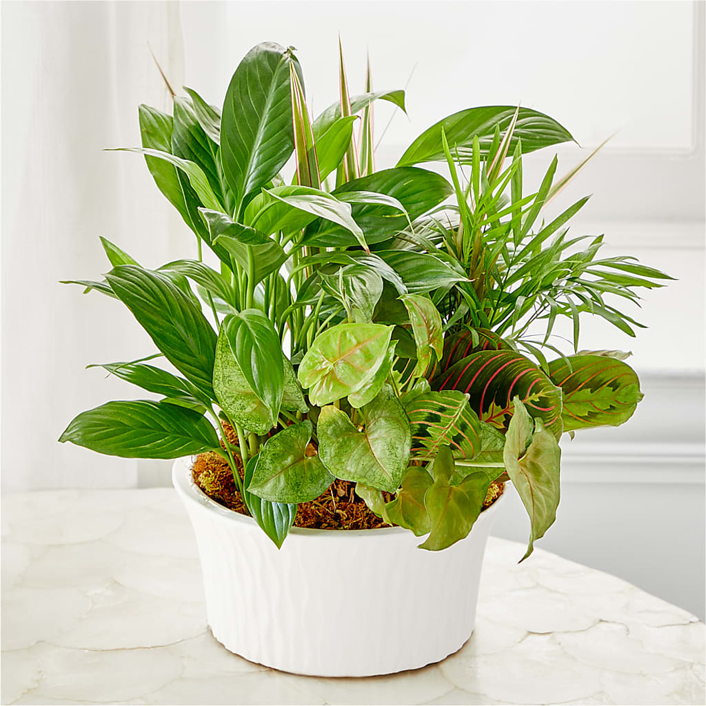 Balance & Harmony Dishgarden – Village Florist, Richmond KY
