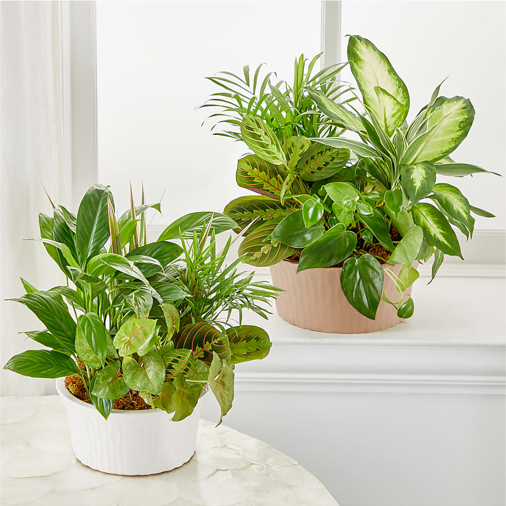 Balance & Harmony Dishgarden – Village Florist, Richmond KY