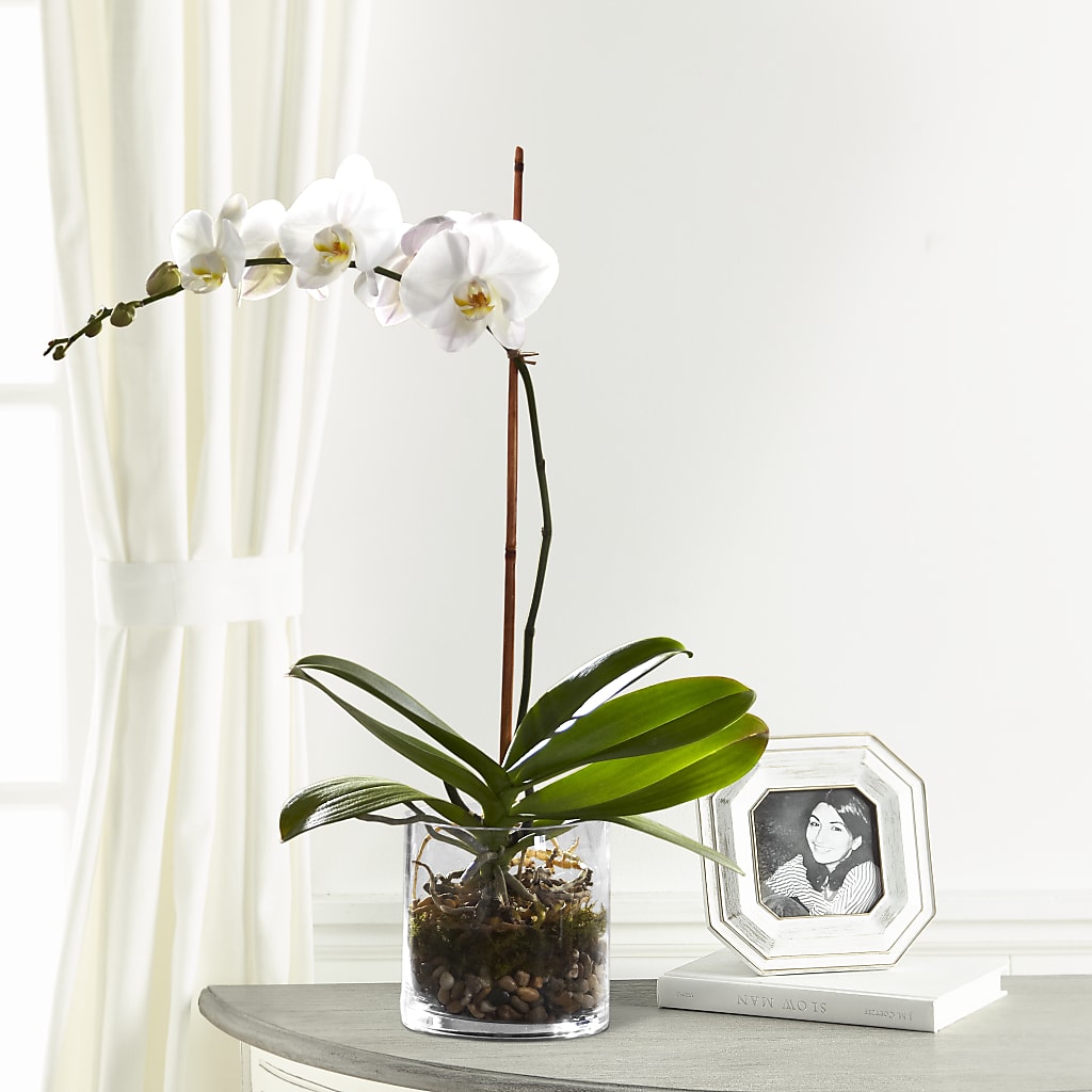 White Orchid Planter – Village Florist, Richmond KY