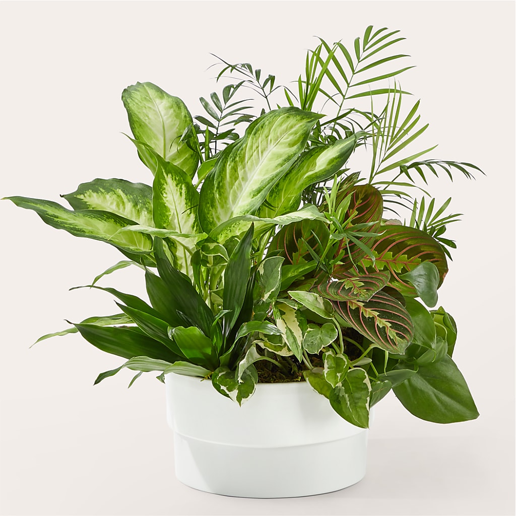 Radiating Positivity Dishgarden – Village Florist, Richmond KY