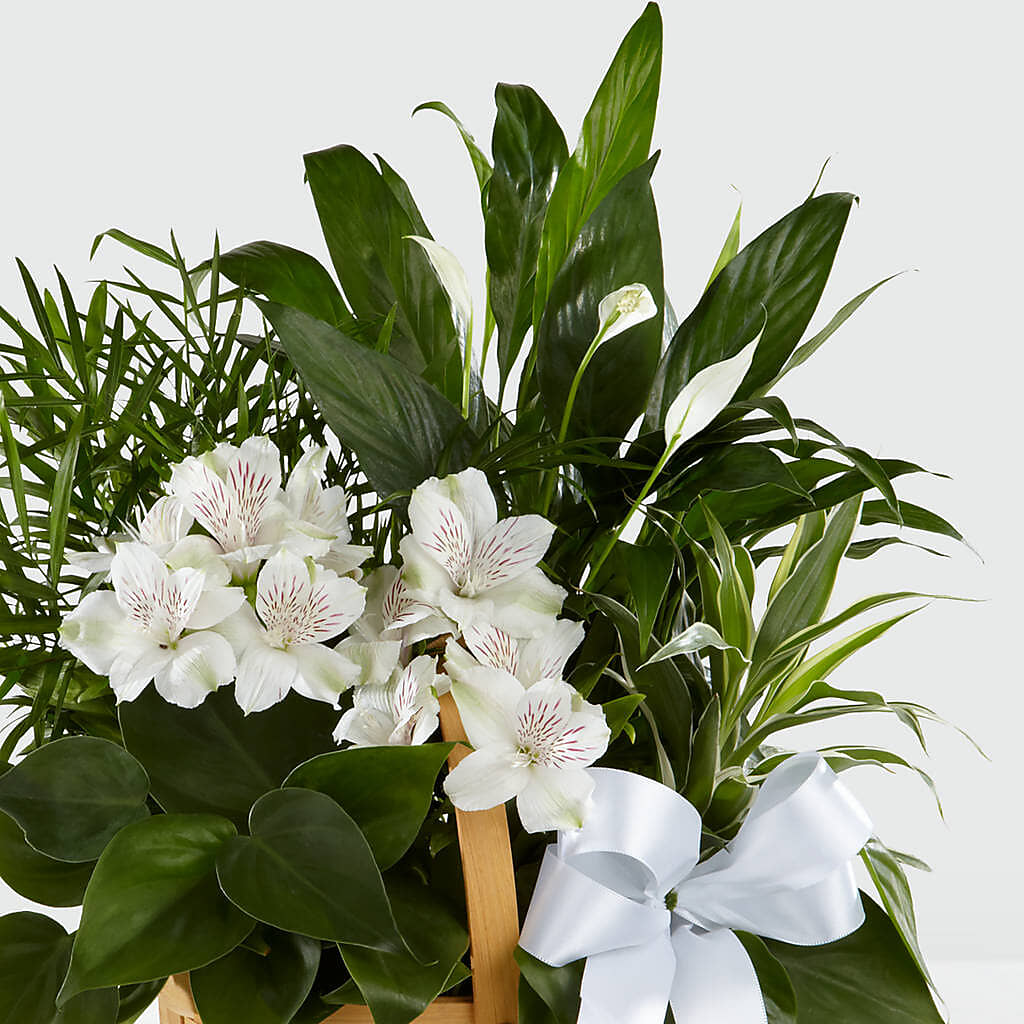 Peace & Serenity Dishgarden –  Village Florist, Richmond KY