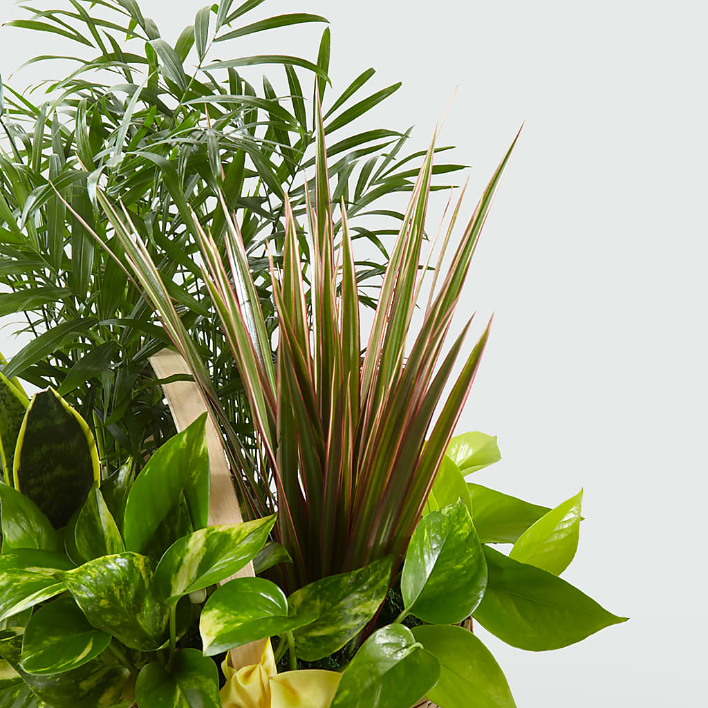 French Garden –  Village Florist, Richmond KY
