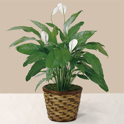 Tranquil Moments Peace Lily Plant –  Village Florist, Richmond KY