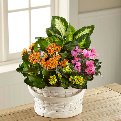 Color Crush Dishgarden –  Village Florist, Richmond KY