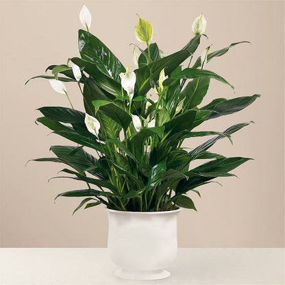 Comfort Planter –  Village Florist, Richmond KY
