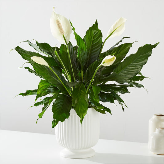 Comfort Planter – VILLAGE FLORIST, Richmond KY