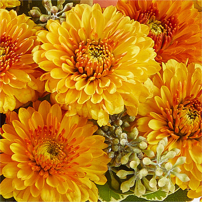 Peachy Pumpkin –  Village Florist, Richmond KY