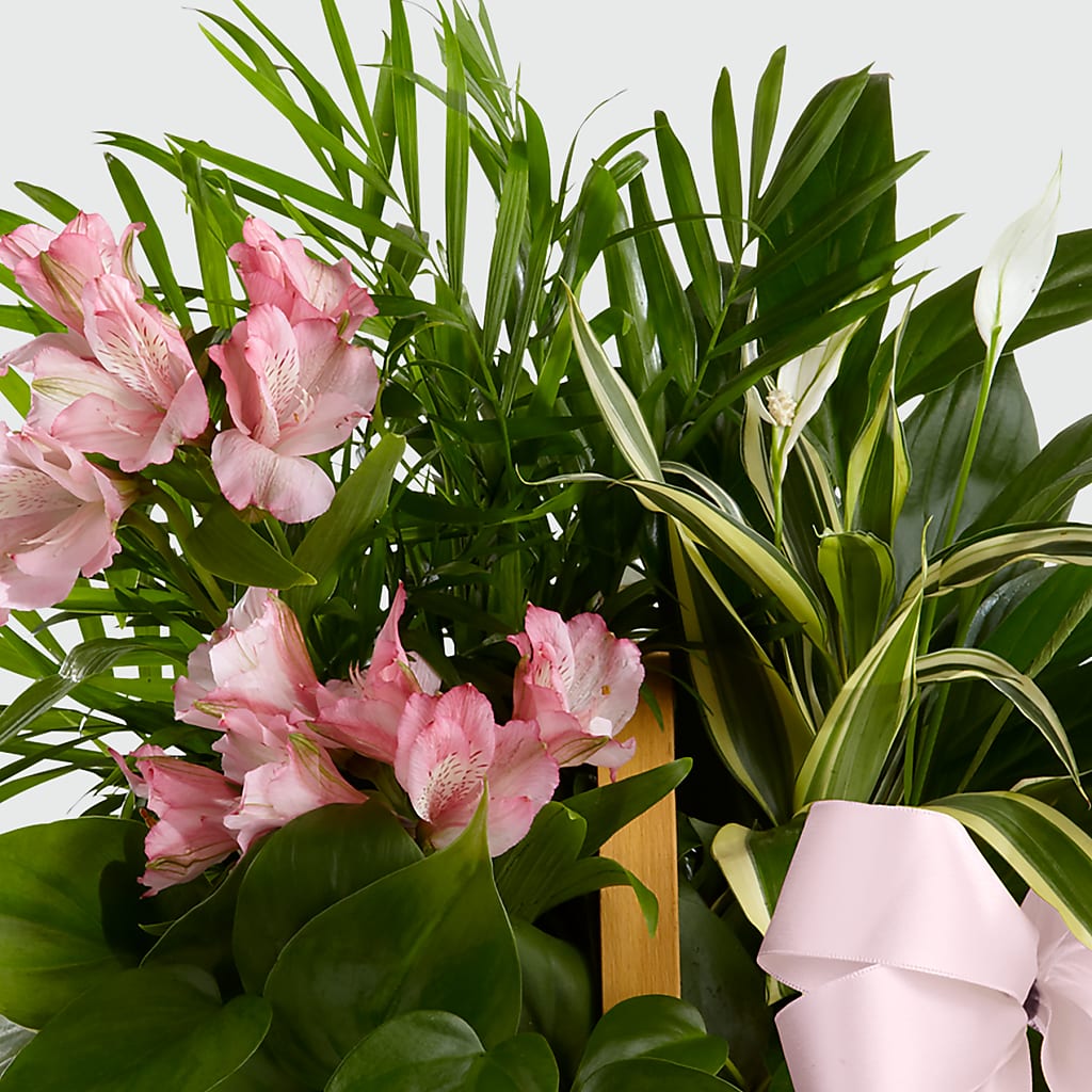 Living Spirit Dishgarden –  Village Florist, Richmond KY