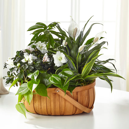 Serene Dishgarden –  Village Florist, Richmond KY