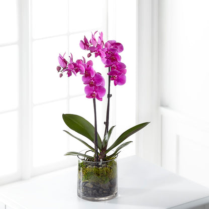 Pink Orchid Plant –  Village Florist, Richmond KY