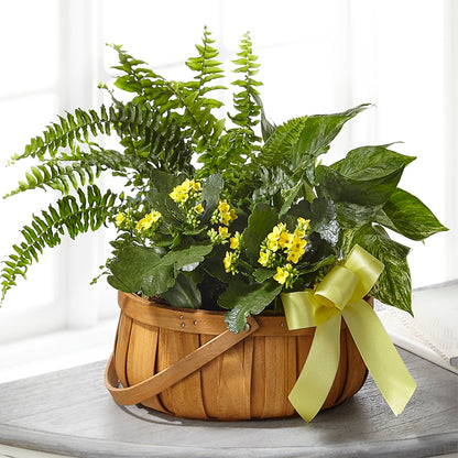 Always Dear Dishgarden –  Village Florist, Richmond KY