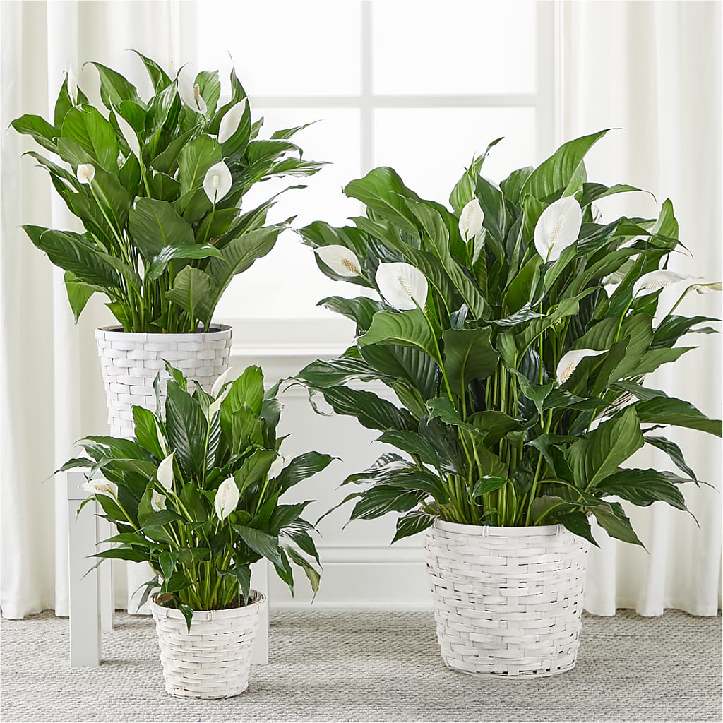 A New Leaf Peace Lily –  Village Florist, Richmond KY