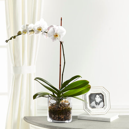 White Orchid Planter –  Village Florist, Richmond KY